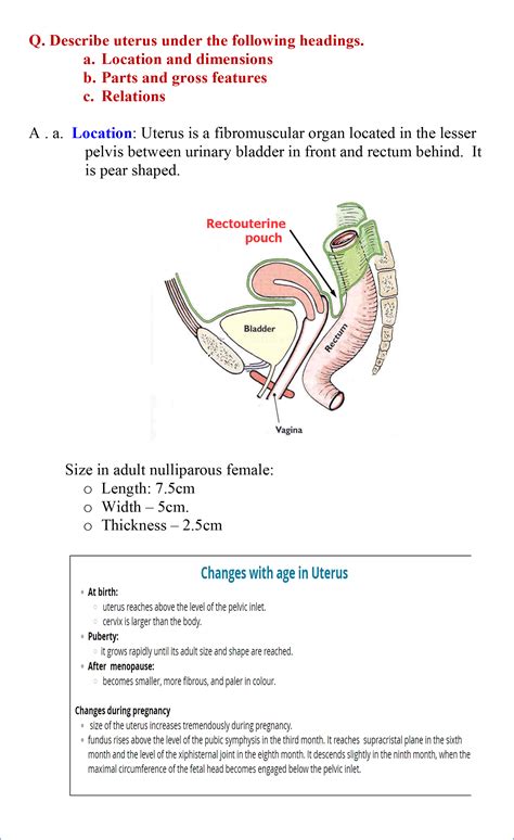 Uterus Anatomy Diagram File:Placenta term anatomy 01.jpg - Embryology