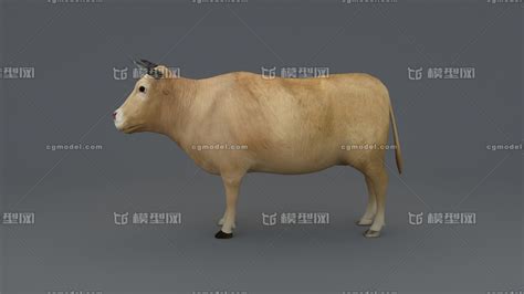 孺子牛拓荒牛老黄牛还有什么牛孺子牛老黄牛拓荒牛的含义和精神