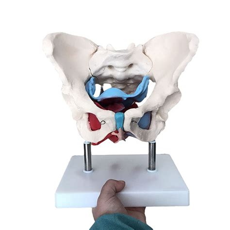 Buy BEAGHTY Life Size Female Pelvis Model, Female Pelvic Floor Muscle ...