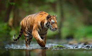 Image result for Python Gieng vs Tiger