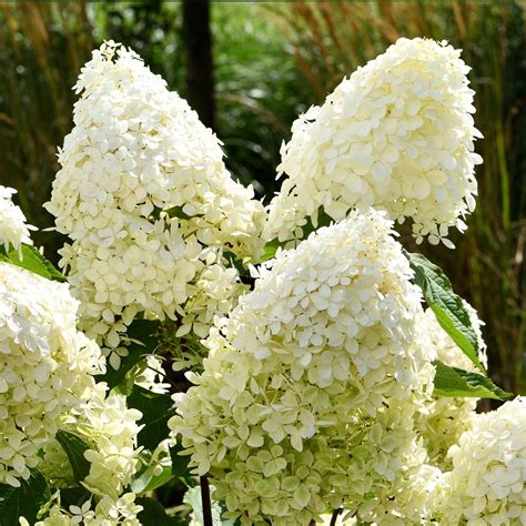 When should I avoid fertilizing my Panicle hydrangea? - PictureThis