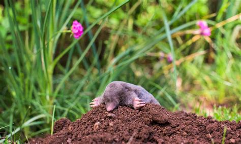 Gophers vs. Moles: Uncovering the Key Differences Between These ...