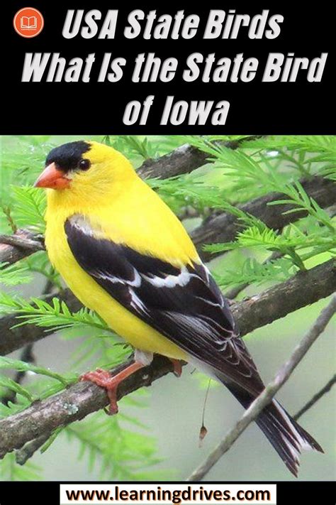 Iowa Bird Sounds Identification 的图像结果