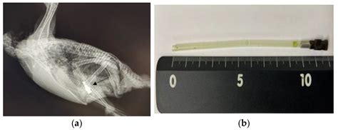Various Endoscopic Approaches for Removal of Proventricular Foreign ...