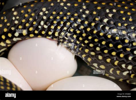 Image result for Python Laying Eggs