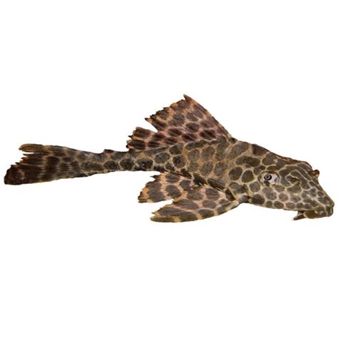 HI-FIN PLECOS (suckers) – Fishykart.in