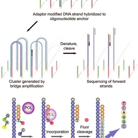 Image result for Solid Sequencing Explained