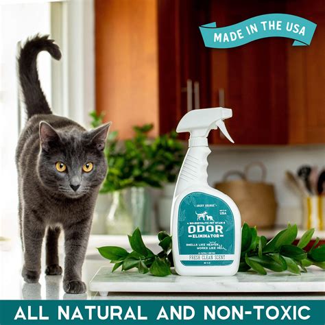 How To Clean Cat Puke From Carpet - Property & Real Estate for Rent