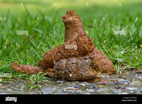 Close up of fresh dog poop / turd / dookie / doody / scat on garden ...