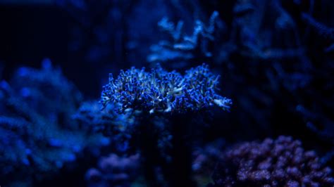 Download wallpaper 2560x1440 algae, plant, blue, underwater, depth ...