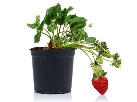 Strawberry Houseplants - Tips For Growing Strawberries Indoors ...