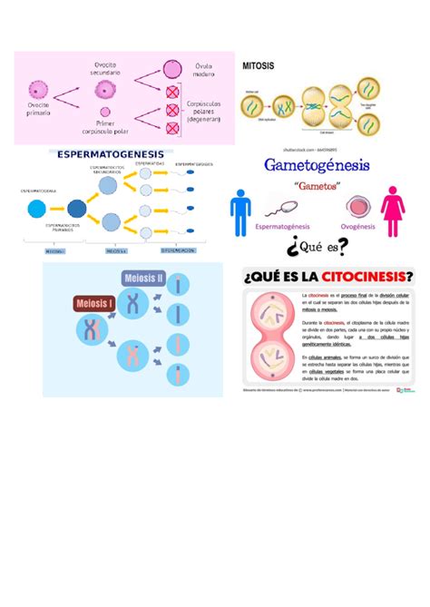 Ovocito y Espermatogénesis: Mitosis y Meiosis en Células Madre - Studocu