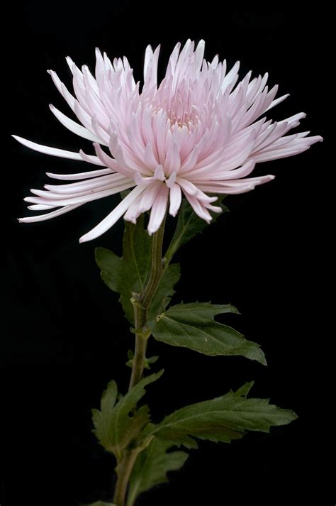 Spider Cremon Flower Meaning | Best Flower Site