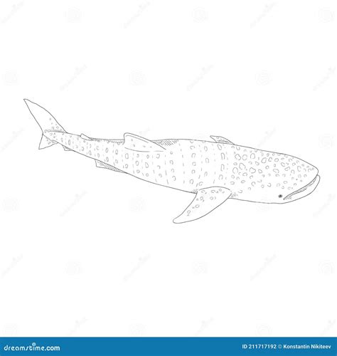 Vector Sketch Whale Shark. Rhincodon Typus | CartoonDealer.com #211717192