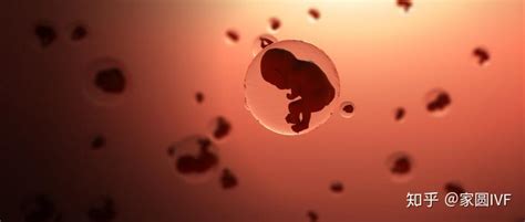 胚胎停止发育的诊断、诱因及预防 - 知乎