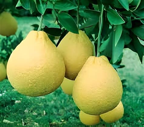 RADHA RANI PLANT HOUSE- Sweet & testy & juicy Pomelo Citrus Big Size ...