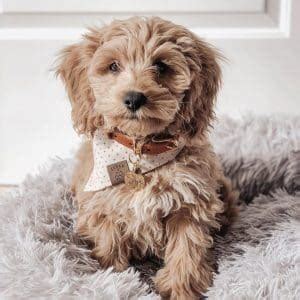 Image result for Cream Cockapoo Adult