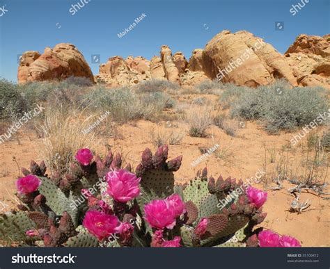 Flowers Nevada State Flower Stock Photos - 1,602 Images | Shutterstock