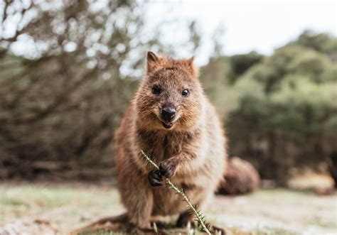 Quokka Wallpapers (29+ images inside)