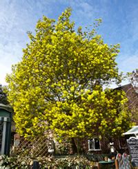 Great Trees of Wirral - About the Project