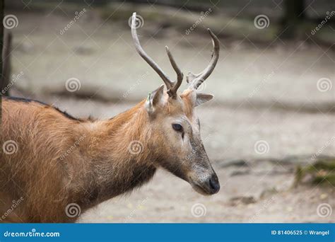 Pere David`s Deer Elaphurus Davidianus Stock Image - Image of chinese ...