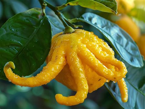 12 Alien-Looking Edible Plants with Amazing Tastes