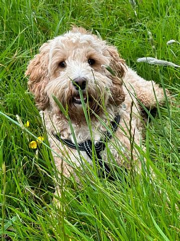 Image result for Old Cockapoo