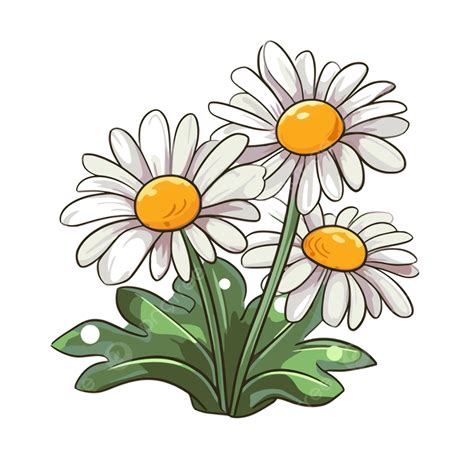 Daisy Flower Pictures Clip Art