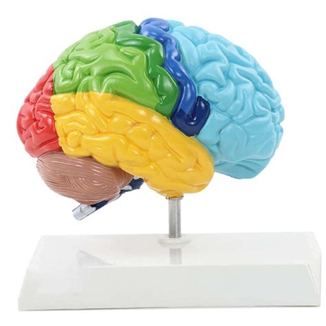 Buy Half Brain Model 1:1 Right Hemisphere Functional Area Anatomy Human ...