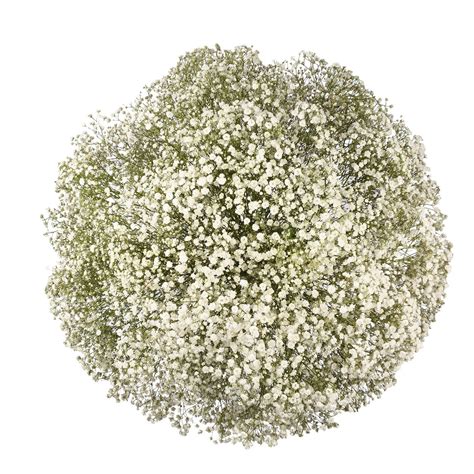 Member's Mark Gypsophila (Choose variety and quantity) - Sam's Club ...