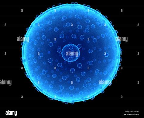 Electron Microscopy Cell 的图像结果
