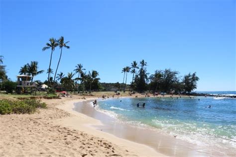 Sea Turtles - Reviews, Photos - Poipu Beach Park - Tripadvisor