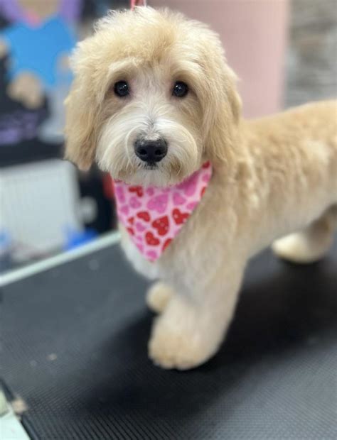 Buffalo Pug & Small Breed Rescue, Inc.