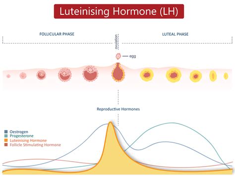 Optional: LH Testing – Fertility Charting