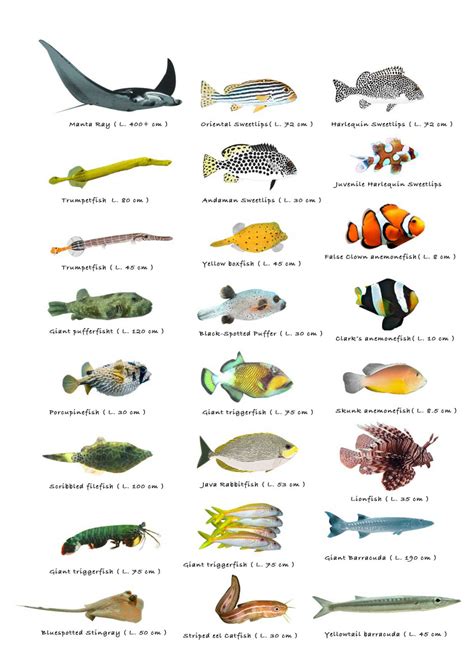 Types of Little Fish Chart 18"x28" (45cm/70cm) Canvas Print