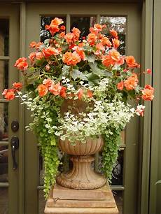 begonie in vaso solenia orange begonias variegated licorice and creeping begonie in vaso solenia orange begonias variegated licorice and creeping