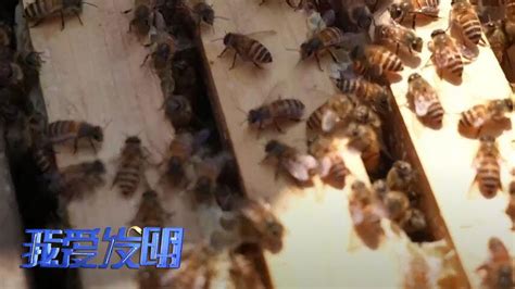 养蜂一年收入怎么样？ - 养蜂资讯 - 酷蜜蜂