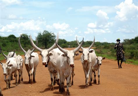 Dinka Cattle Symbolism: Cultural Heritage in South Sudan
