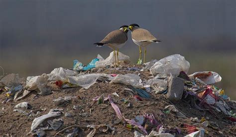 Wildlife and waste: an Instagram project- The Week