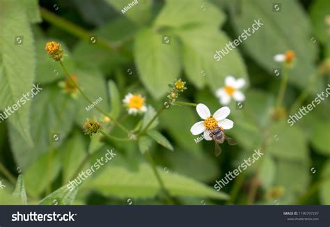 70 Cerana Indica Images, Stock Photos & Vectors | Shutterstock