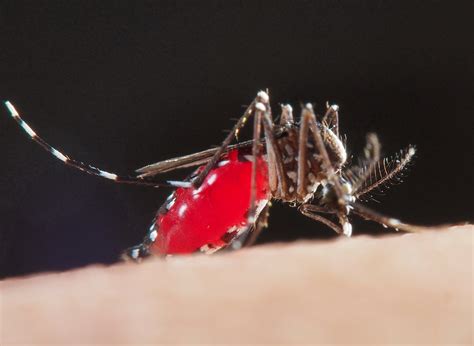 蚊子为什么要吸血?_酷知经验网