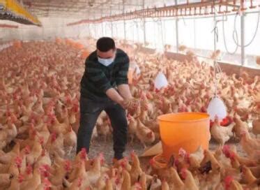 养鸡秘籍：如何规避土鸡养殖风险，还得从这几点做起！_管理