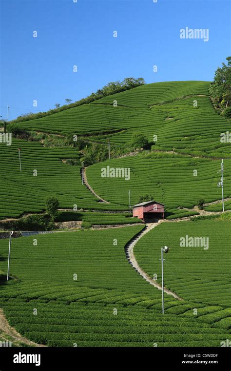 Tea Plantations Japan 的图像结果