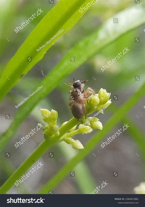 Dendryphantes Genus Jumping Spiders That First Stock Photo 2365672861 | Shutterstock