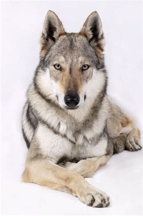 Czechoslovakian wolfdog – Artofit