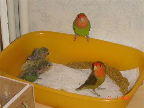 Image result for Elevage Inseparable Conseils