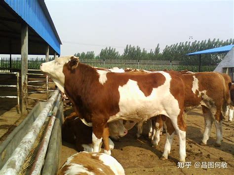 “牛倌”刘明贵：养牛养出个美丽乡村梦——中国青年网