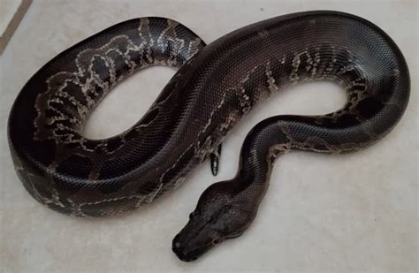 Short Tail Python Complex 的图像结果