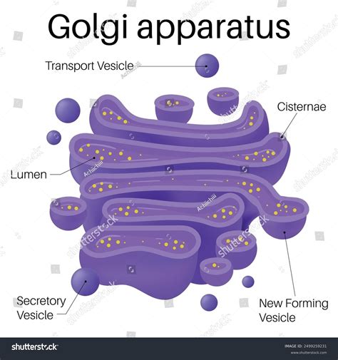 Anatomy Golgi Apparatus Organelle Eukaryotic Cells Stock Vector ...
