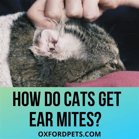 How Do You Get Rid Of Cats Ear Mites at James Goldsbrough blog